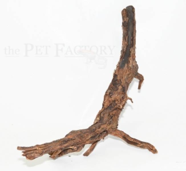 Black Root ca. 20-40cm